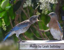 Female bluebird feeding fledgling. Photo by Leah Solliday