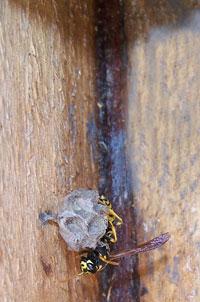 European Paper Wasp in nestbox. Photo by EA Zimmerman