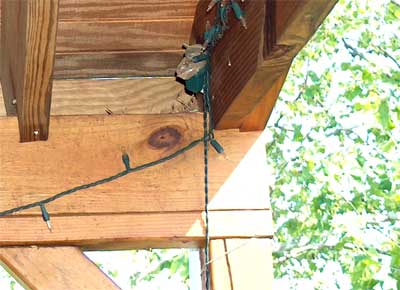 Bluebird nesting under porch. Photo by Bill Ebert