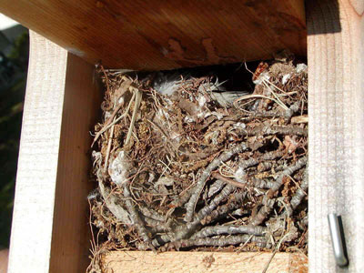 Bewick's Wren nest. Photo by Shelly Harris.