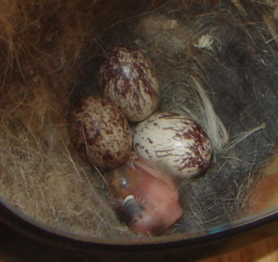 ATFL eggs and hatching.  Zell Lundberg photo