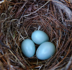 EABL eggs at Taylors Corner B&B