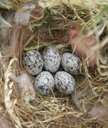 House Sparrow Eggs. Photo by Bet Zimmerman.