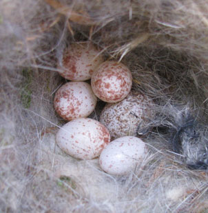 Cowbird egg in Black-capped Chickadee nest. Photo by Bet Zimmerman