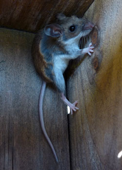 Mouse in box