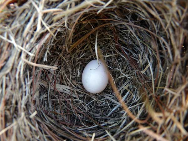White bluebird egg
