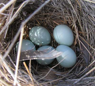 webl nest in bickleton.  Zimmerman
