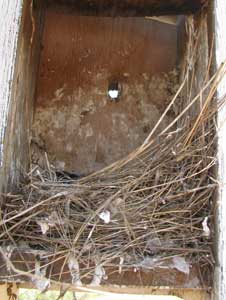 WEBL nest. Zimmerman