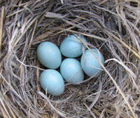 WEBL eggs.  Zimmerman