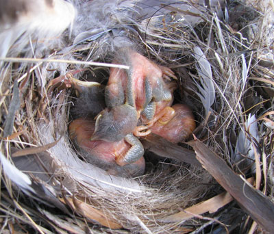WEBL nestlings. Photo by Zimmerman