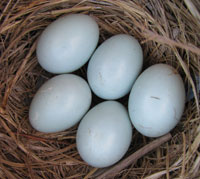 pale webl eggs. Zimmerman