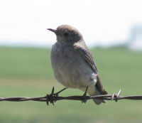 WEBL female. Zimmerman photo