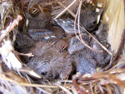 HOWR nestlings. Zimmerman photo