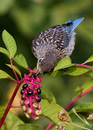 Eastern bluebird fledgling eating pokeweed. Photo by Dave Kinneer