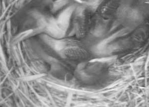 nestlings