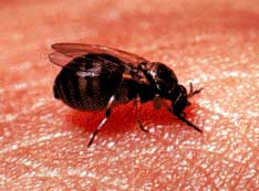 blackfly feeding on human.  USDA photo.