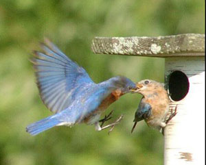 bluebird couple, photo by Wendell Long