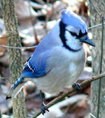 Blue Jay. Wikimedia Commons phtos