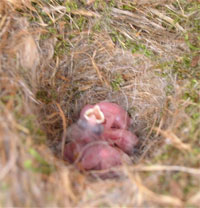 CACH nestlings.  Photo by LeAnn Sharp of TX.