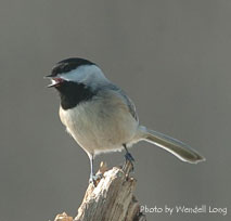Black-capped Chickadee.  Photo by Wendell Long