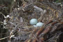HOFI nest. Wikimedia Commons photo