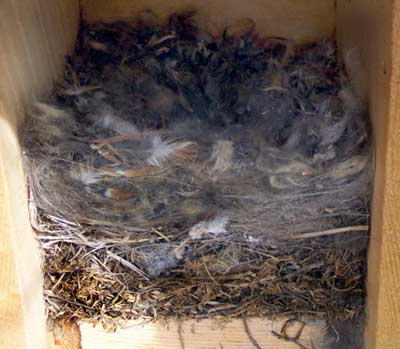 MOCH nest, photo by Claudia Daigle
