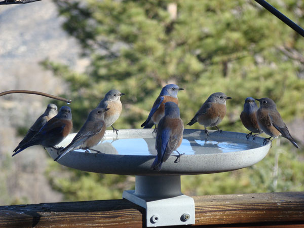 Bluebirds at the spa. Photo by Cody Polansky.