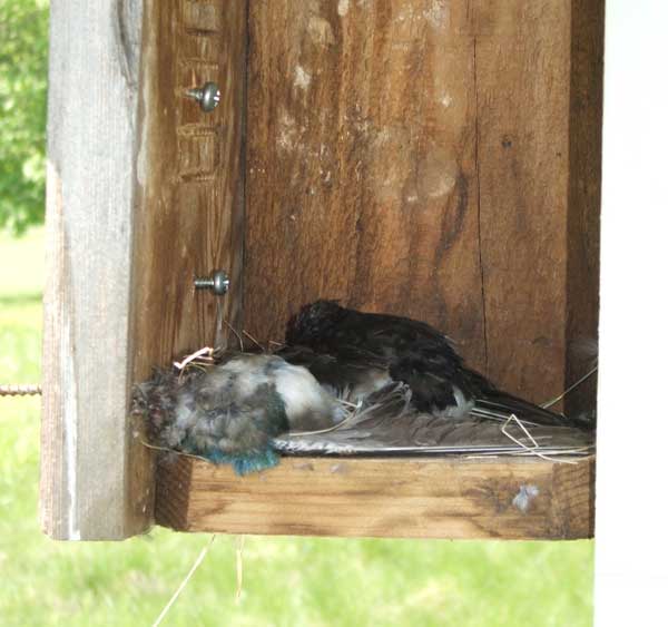 Tree Swallow killed by House Sparrow.  Photo by Paula Ziebarth