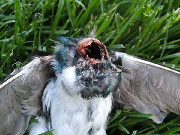 Tree swallow killed by HOSP. Photo by Paula Ziebarth