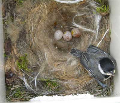 Carolina Chickadee nest. Photo by Keith Kridler.