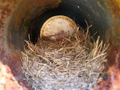 Nest in pipe. Photo by Keith Kridler.