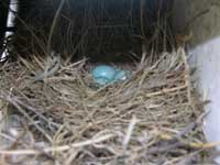 Bluebird Nest. Photo by Keith Kridler.