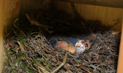 PROW nestling and egg. Photo by Robert Peak.