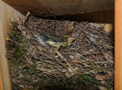 PROW on nest. Photo by Robert Peak.
