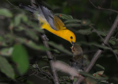 PROW adult feeding fledgling.  Photo by Robert Peak