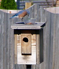 Bluebird before attack.  Photo by Sue Blum.
