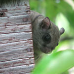 Flying Squirrel. Photo by Don Stiles.