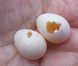 Tree Swallow eggs destroyed by house wren. Photo by Bet Zimmerman.