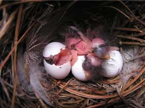 Can Bird Eggs Hatch Without Mother? 