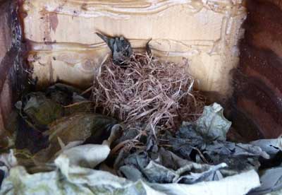 top of flying squirrel nest. Zimmerman.