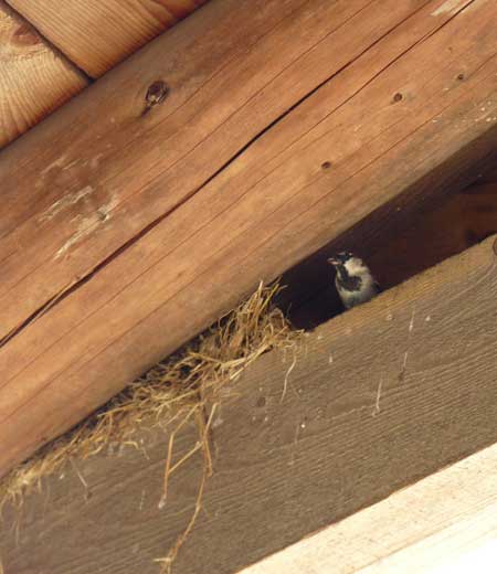 HOSP nesting in rafters
