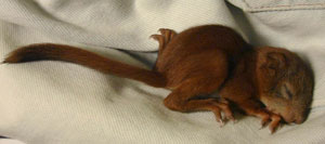 Red Squirrel nestling. Wikimedia Commons photo.  JJM