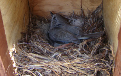 Juniper Titmouse nest and adult. Photo by Zell Lundberg.