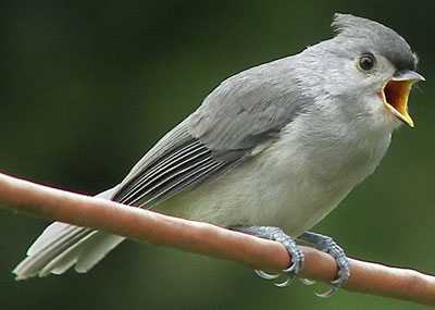Juvenile Tufted Titmouse. Photo by Renee.