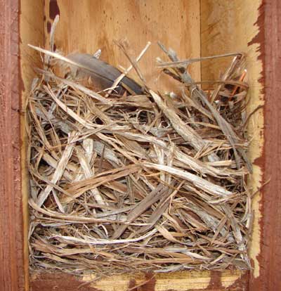 MOBL nest. Photo by Zell Lundberg.