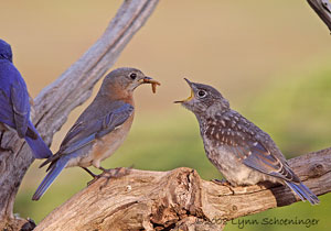 Mom feeds fledgling.  Photo by Lynn Shoeninger.