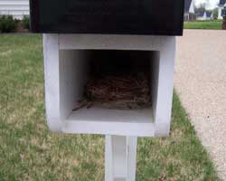 Bluebird nest in paper box. Photo by Denise Gallier.