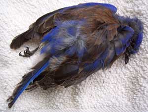 METAL REFRIGERATOR MAGNET Eastern Bluebird On Top Birdhouse Blue Bird 