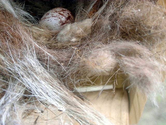 ATFL eggs.  Photo by J. Garriott