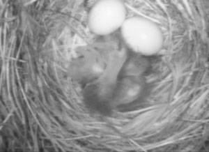 newborn EABL nestlings. Photo by Bet Zimmerman.